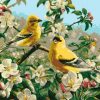 Goldfinch Bird paint by numbers