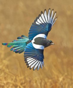 magpie Bird paint numbers