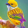 Silver Throated Tanager Bird Paint by numbers