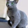 adorable-russian-blue-cat-paint-by-numbers