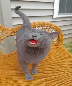 russian-blue-meowing-paint-by-numbers