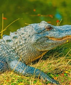 Alligator-resting-near-a-lake-paint-by-numbers