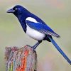 Australian Magpie Paint by numbers