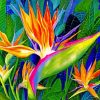 Bird Of Paradise Art Paint by numbers