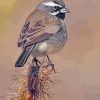 Black-throated-sparrow-paint-by-number