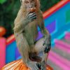 Brown-Monkey-On-Orange-Pumpking-paint-by-number