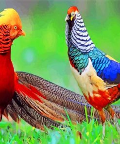 Golden Pheasant Birds Paint by numbers