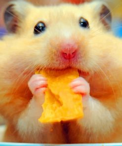 Hamster-Eating-Chips-paint-by-numbers