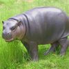 Pygmy-Hippopotamus-Animal-paint-by-number