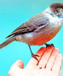 Sparrow Bird In Hand