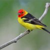 Western Tanager Bird Paint by numbers