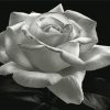 aesthetic-bllack-and-white-rose-paint-by-numbers