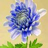 chrysanthemum-flower-paint-by-number