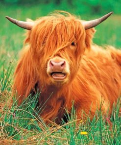 cute-highland-cow-paint-by-number