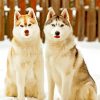 cute-huskies-paint-by-numbers