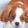 cute-king-charles-spaniel-puppy-paint-by-number