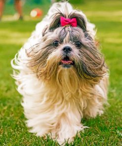 cute-shih-tzu-paint-by-numbers