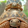 cute-turtle-and-tortoise-paint-by-numbers