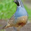 Gambels Quail Desert Bird Paint by numbers