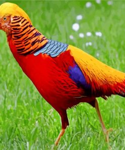 Golden Pheasant Bird Paint by numbers