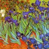 Irises Vincent Van Gogh paint by numbers