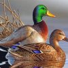 male-and-female-mallard-duck-paint-by-numbers