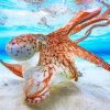 octopus-underwater-clear-water-paint-by-numbers