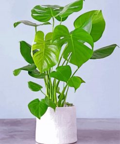 philodendron-paint-by-numbers