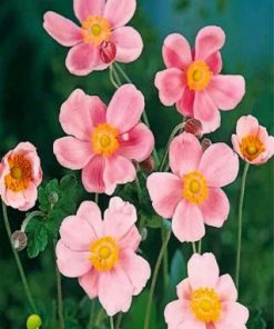 Pink Anemone Paint by numbers