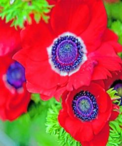 Red Anemone Flower Paint by numbers