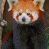 red-panda-paint-by-numbers-2