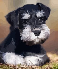 Schnauzer Pet