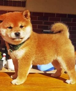 Shiba Inu Puppy Paint by numbers