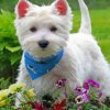 Stylish West Highland White Terrier paint by numbers