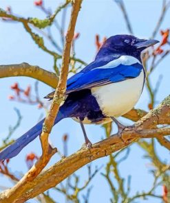 The Magpie Bird Paint by numbers