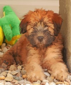 Wheaten Terrier Puppy paint by numbers