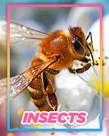 Insects