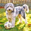 Aussiedoodle Playing Paint By Numbers