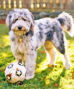 Aussiedoodle Playing Paint By Numbers