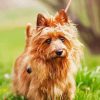 Australian Terrier Paint By Numbers