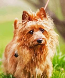 Australian Terrier Paint By Numbers