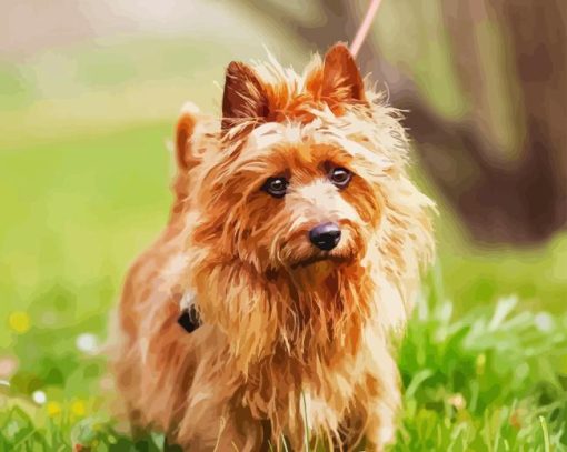 Australian Terrier Paint By Numbers