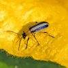 Beetle On Leaf Paint By Numbers