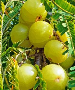 Ceylon Gooseberry Paint By Numbers