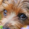 Norfolk Terrier Paint By Numbers