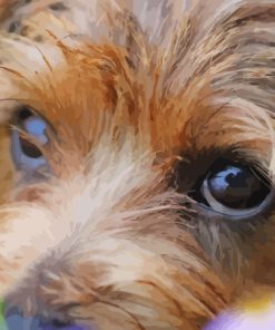 Norfolk Terrier Paint By Numbers