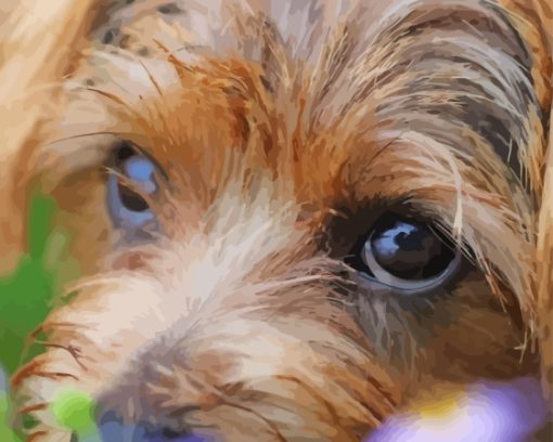 Norfolk Terrier Paint By Numbers