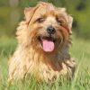 Cool Norfolk Terrier Paint By Numbers