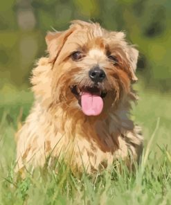 Cool Norfolk Terrier Paint By Numbers