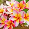 Frangipani Plumeria Paint By Numbers